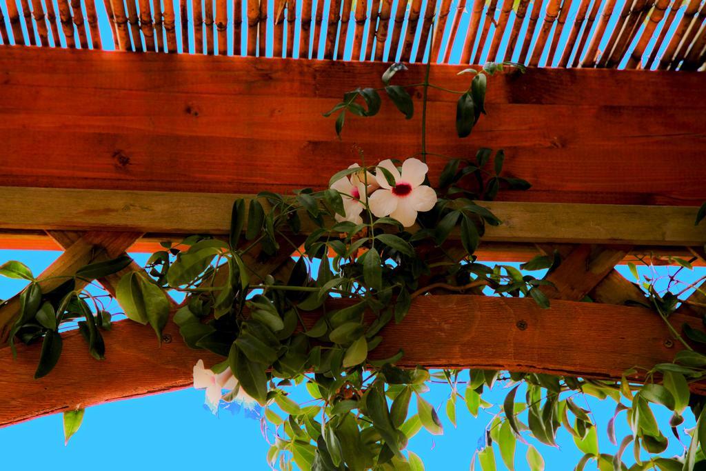 Bonjour Bed & Breakfast Morciano di Leuca Exterior photo